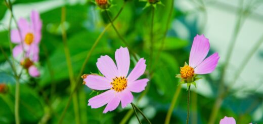cosmea