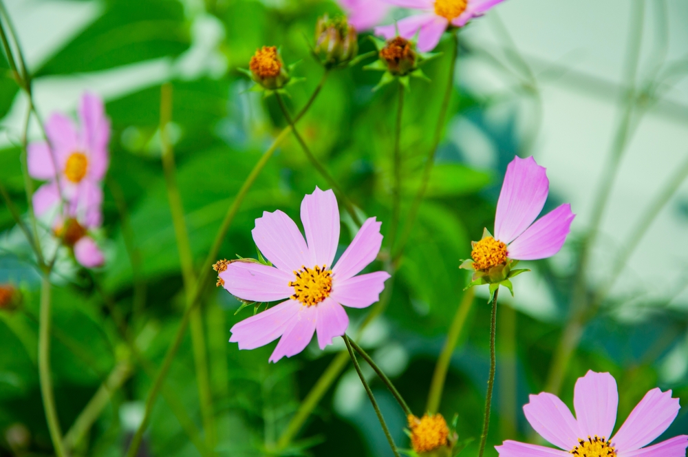 cosmea