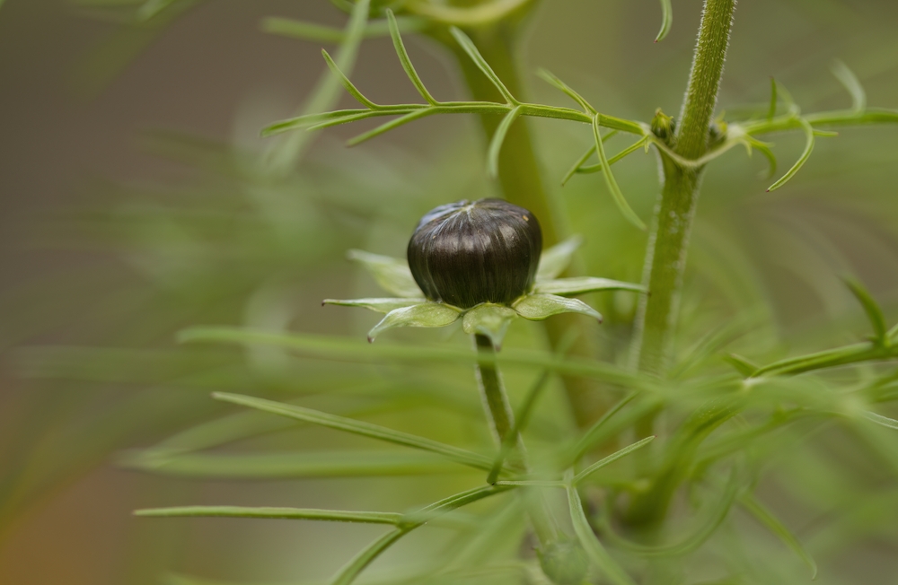 cosmea knospen