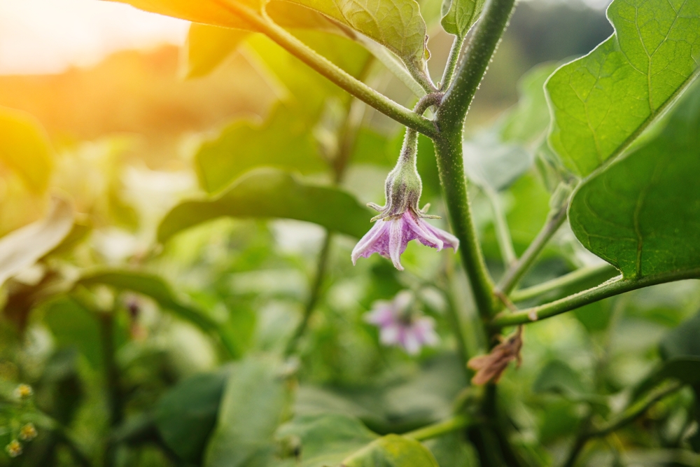 blühende aubergine im garten