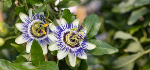 Passionsblume