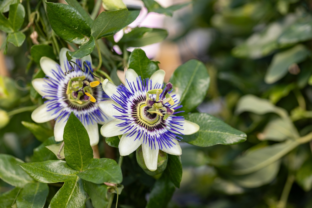 Passionsblume