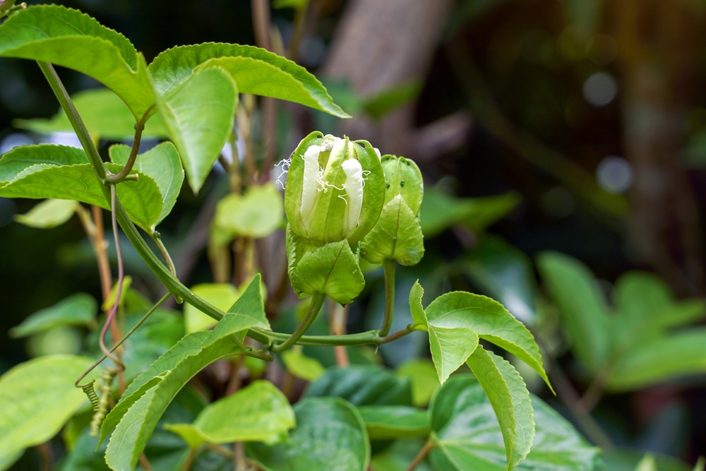 Passsionsblume blüht nicht
