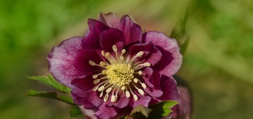 Christrose
