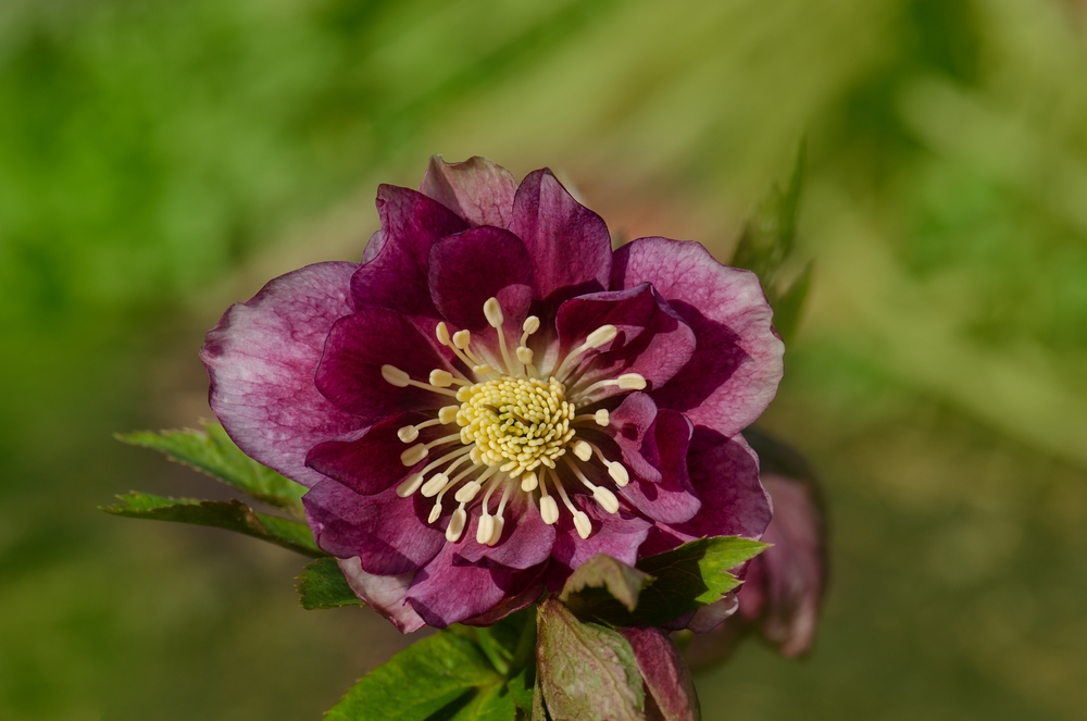 Christrose