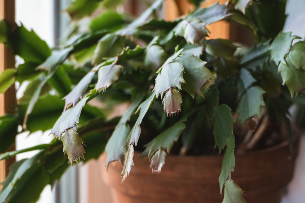 Schlumbergera