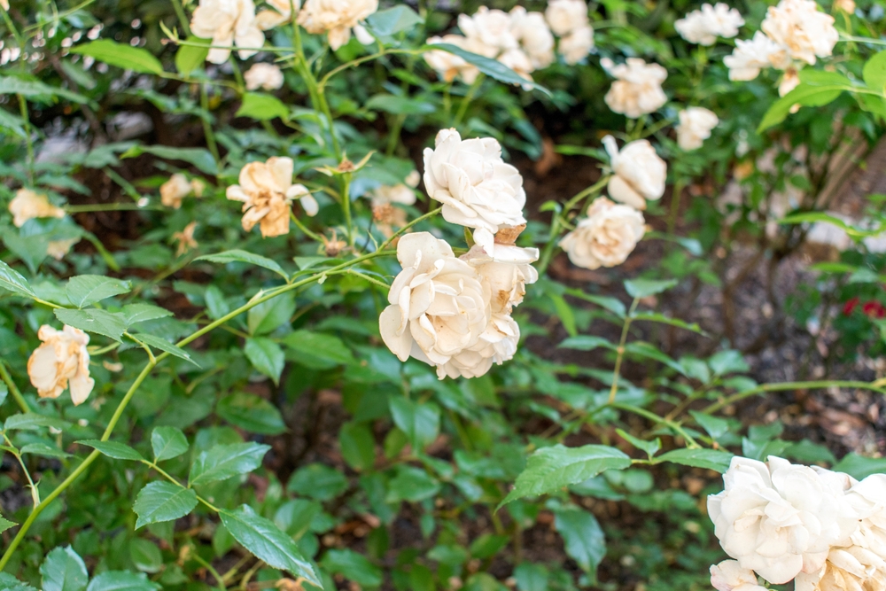 rosen unterpflanzen