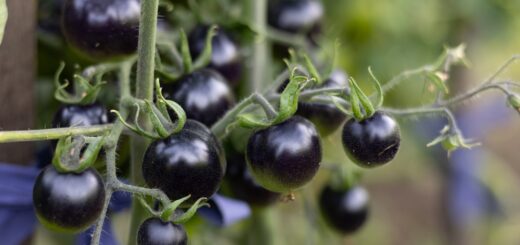 Schwarze Tomaten