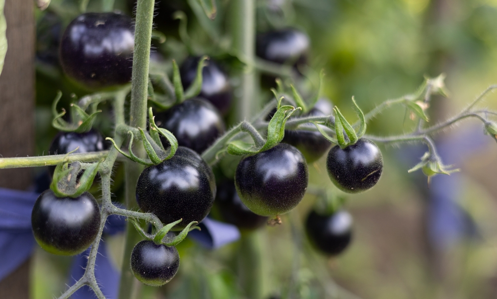 Schwarze Tomaten