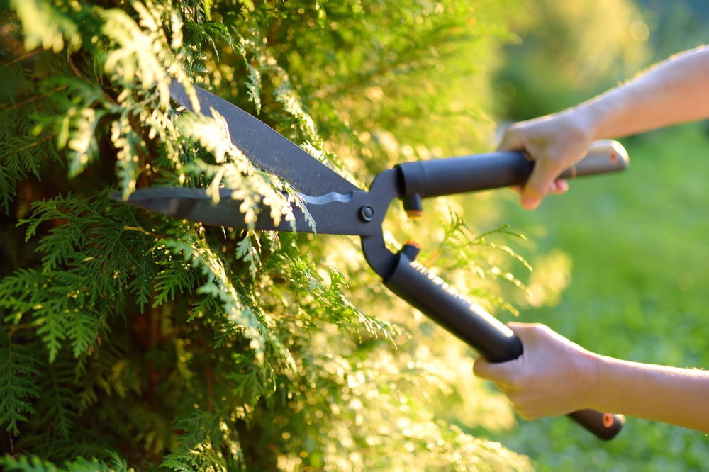 Schneiden der Hecke