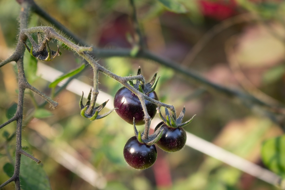 Besondere Tomaten