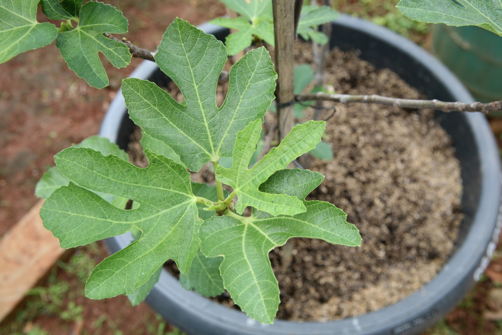 feigenbaum im topf