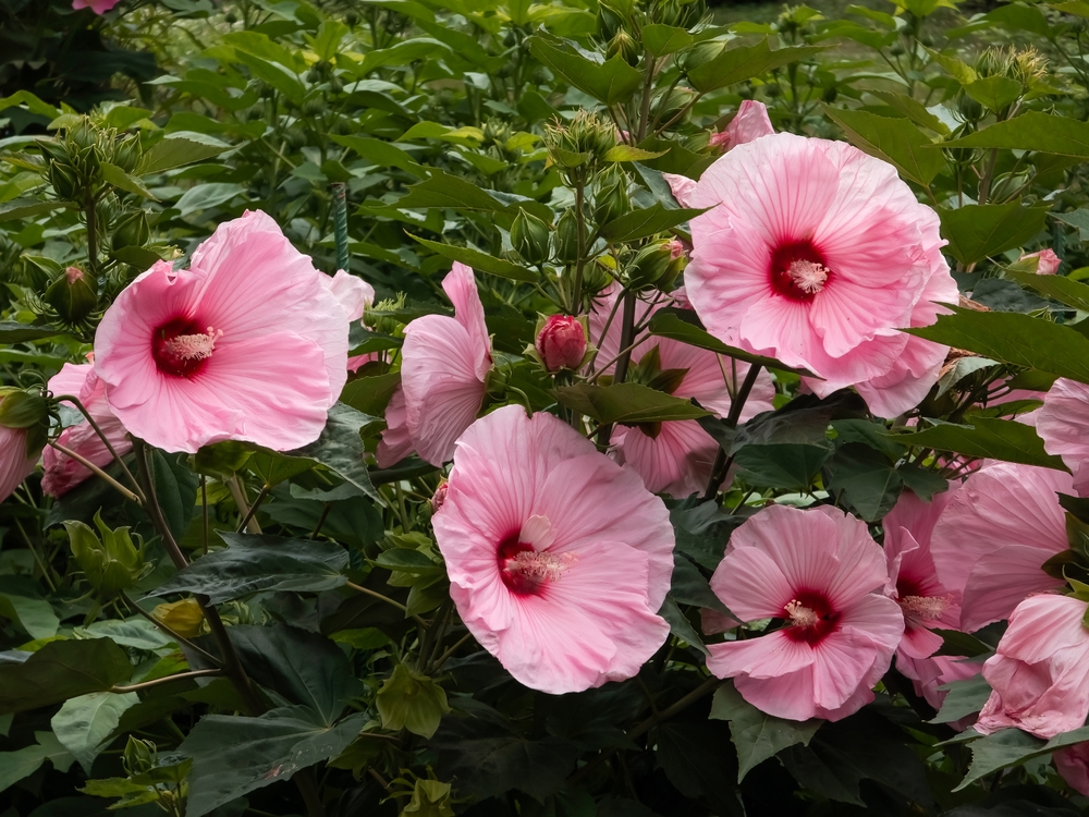 Hibiskus Pflanze