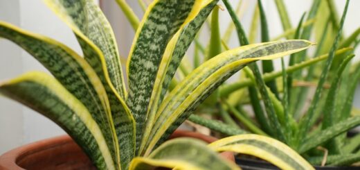 Sansevieria