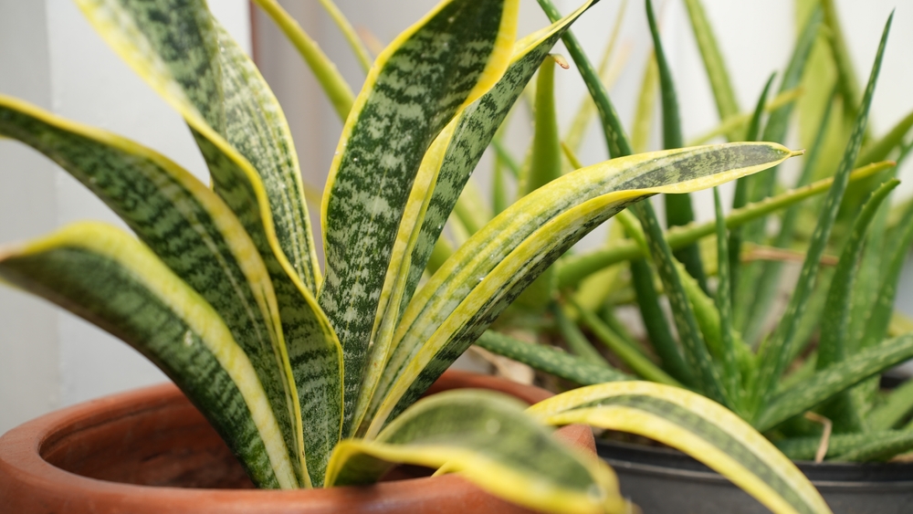 Sansevieria