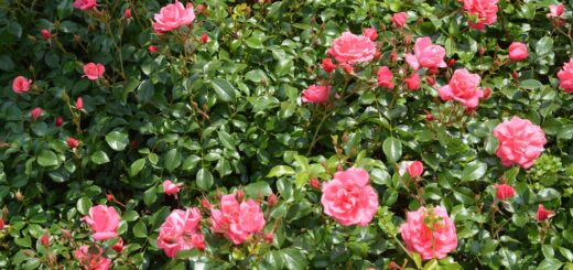 rosenbeet