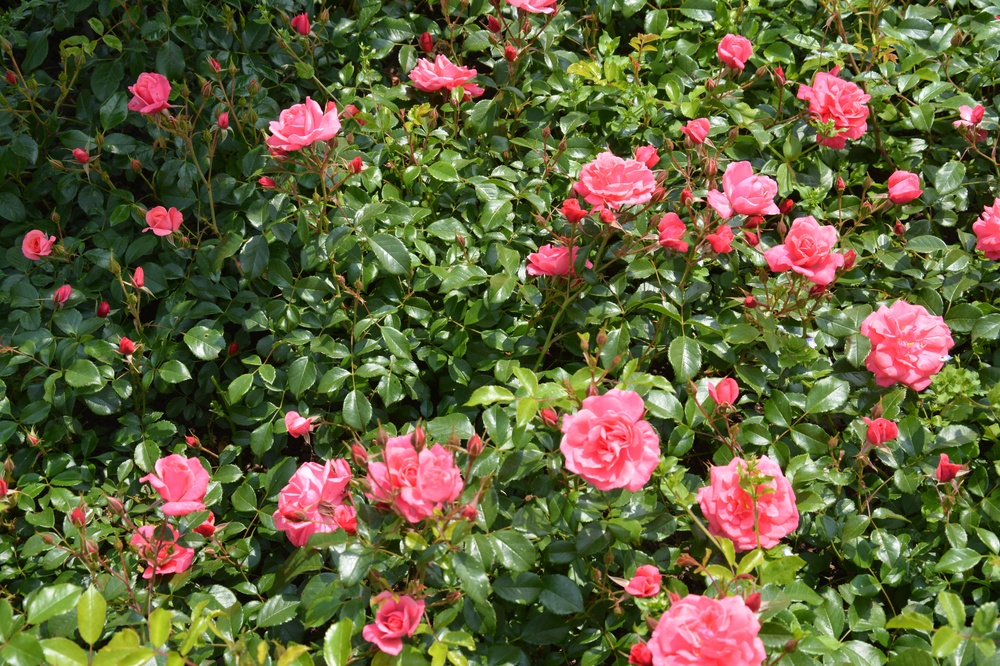 rosenbeet