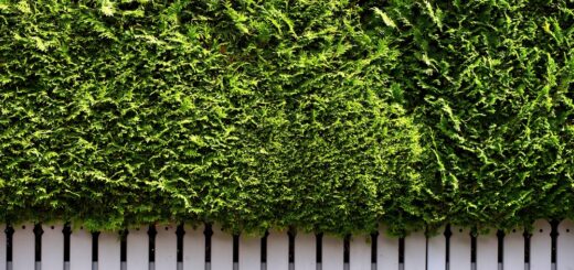Thuja Hecke