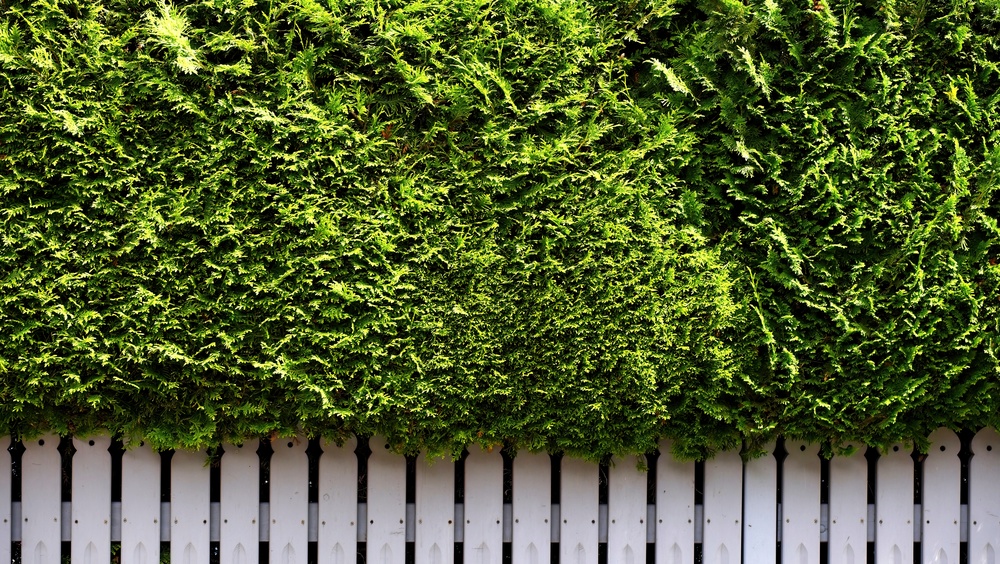Thuja Hecke