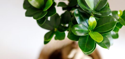 Ficus Ginseng