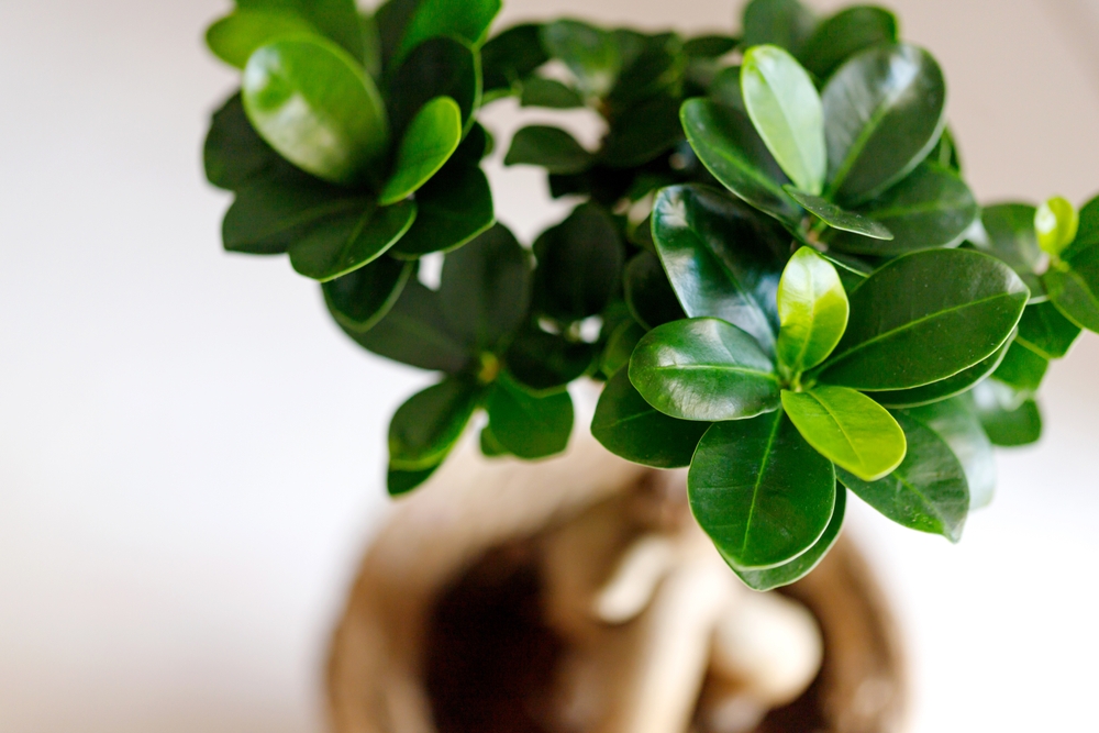 Ficus Ginseng