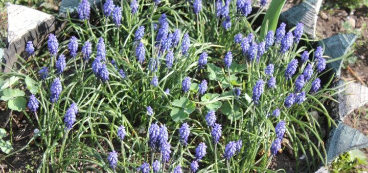 Traubenhyazinthe