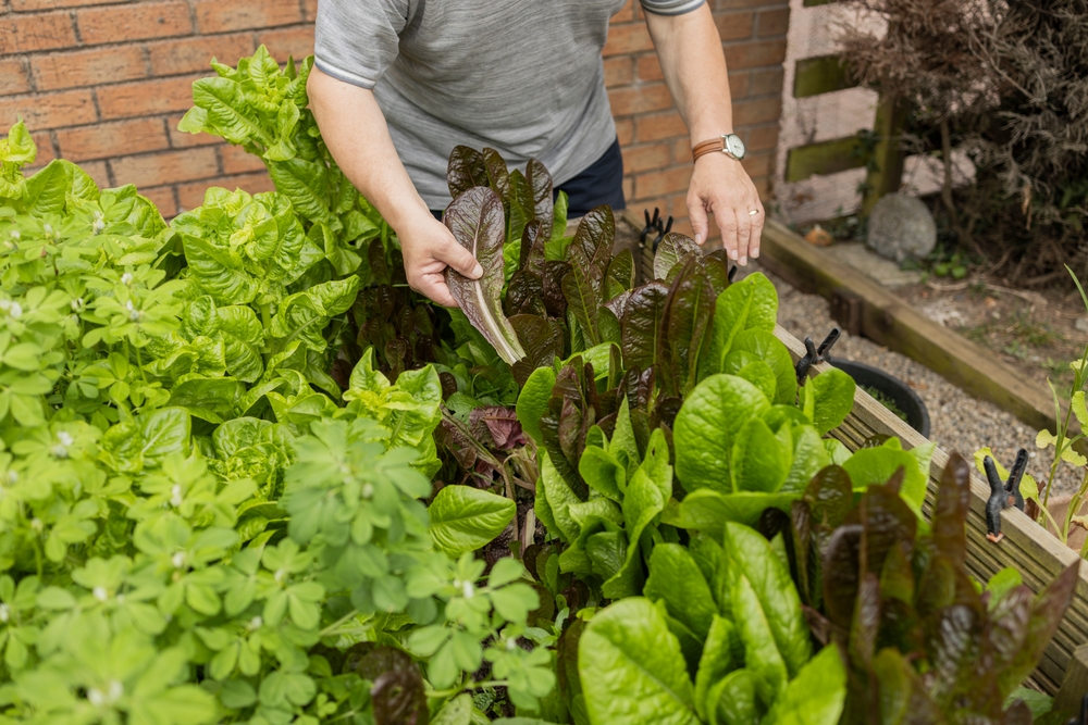 Salat im Hochbeet