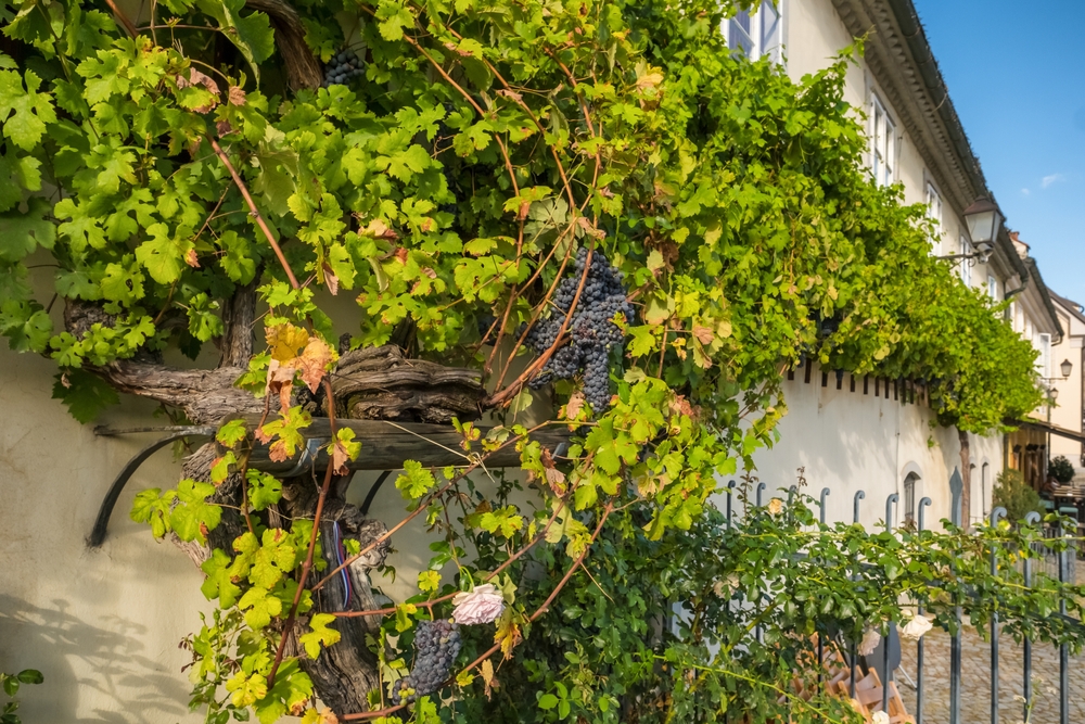 Wilder Wein am Fenster