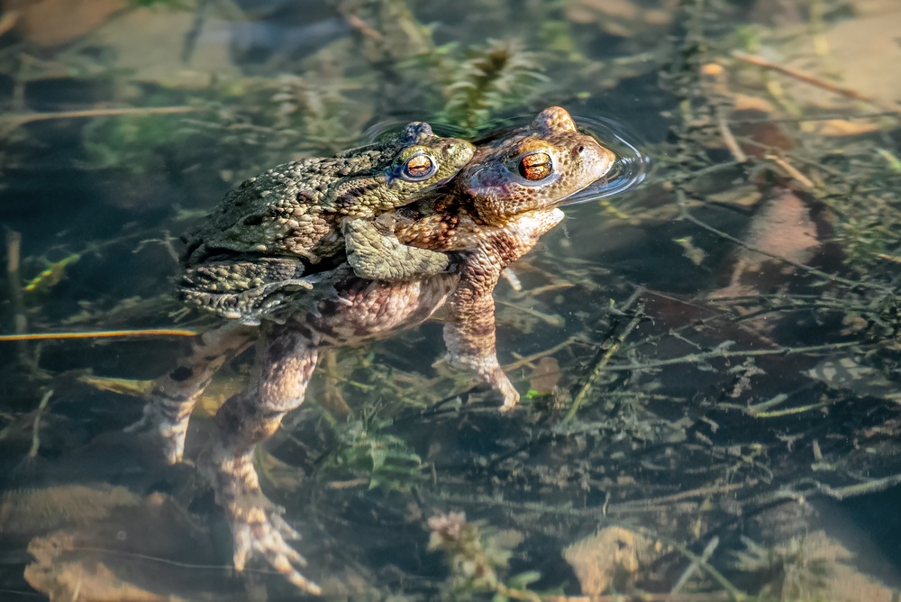 Frosch im Teich