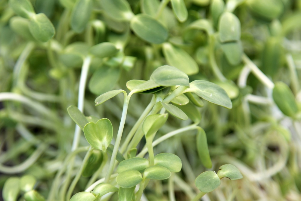 Pflücksalat